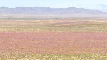 021022-02 APOYO DESIERTO FLORIDO 02
