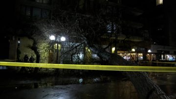23082308 APOYO CAIDA ARBOL EN CALLE ANTONIO BELLET 01 (1)