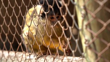 16092413 RESCATAN A MONO QUE ESCAPÓ DE ZOO EN QUILPUÉ 02