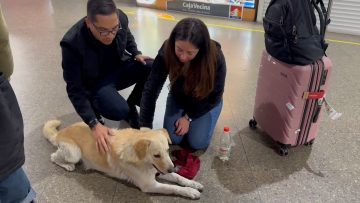 02112407 APOYO Y DECLARACIÓN DIPUTADO VIDELA POR PERRO ACUCHILLADO EN ANTOFAGASTA 01