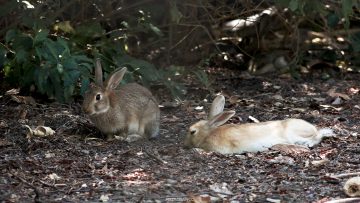 15022607 APOYO TERRENO CON PLAGA DE CONEJOS EN LAS CONDES 01