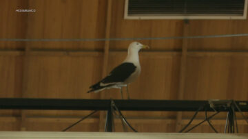 230926C05 APOYOS GAVIOTA EN LA SALA DE CAMARA DE DIPUTADOS 12